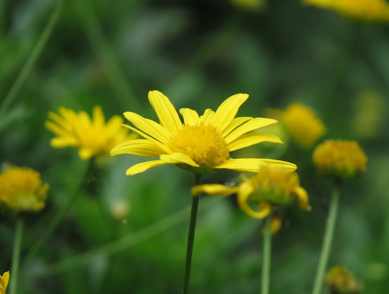 Euryops (Euryops Pectinatus) — commonly known as Golden Daisy Bush