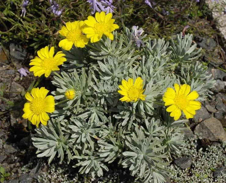 Euryops (Euryops Pectinatus) — making it low maintenance and a reliable performer in the landscape; drought-tolerant once established, image 109