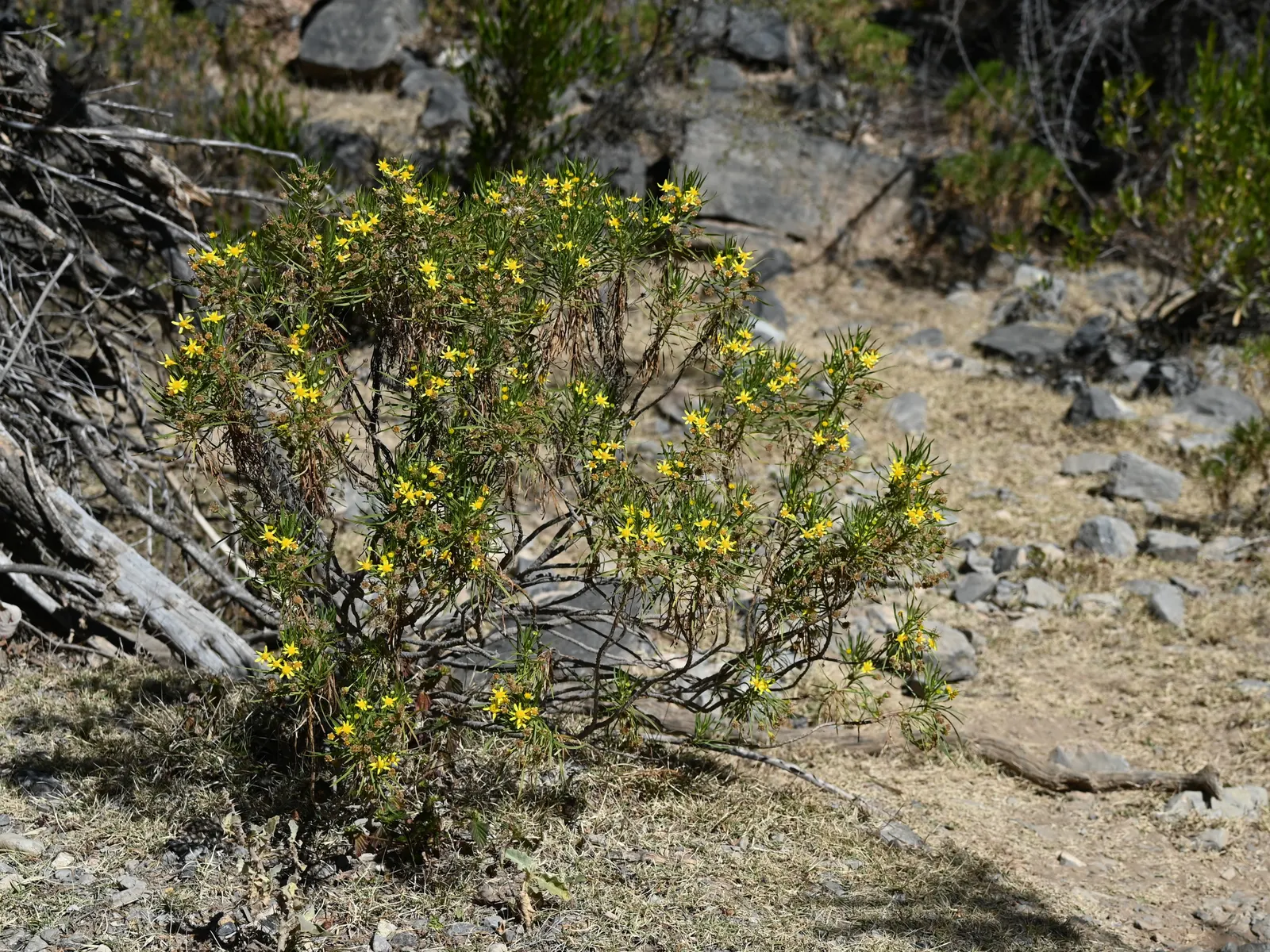 Euryops (Euryops Pectinatus) — making it an excellent choice for borders, image 73