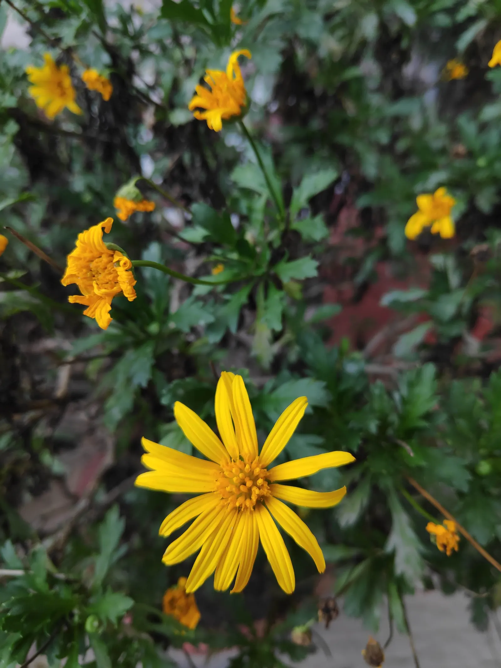 Euryops (Euryops Pectinatus) — When informing clients about the Golden Daisy Bush; dark green foliage and profusion of bright yellow daisy-like, image 81