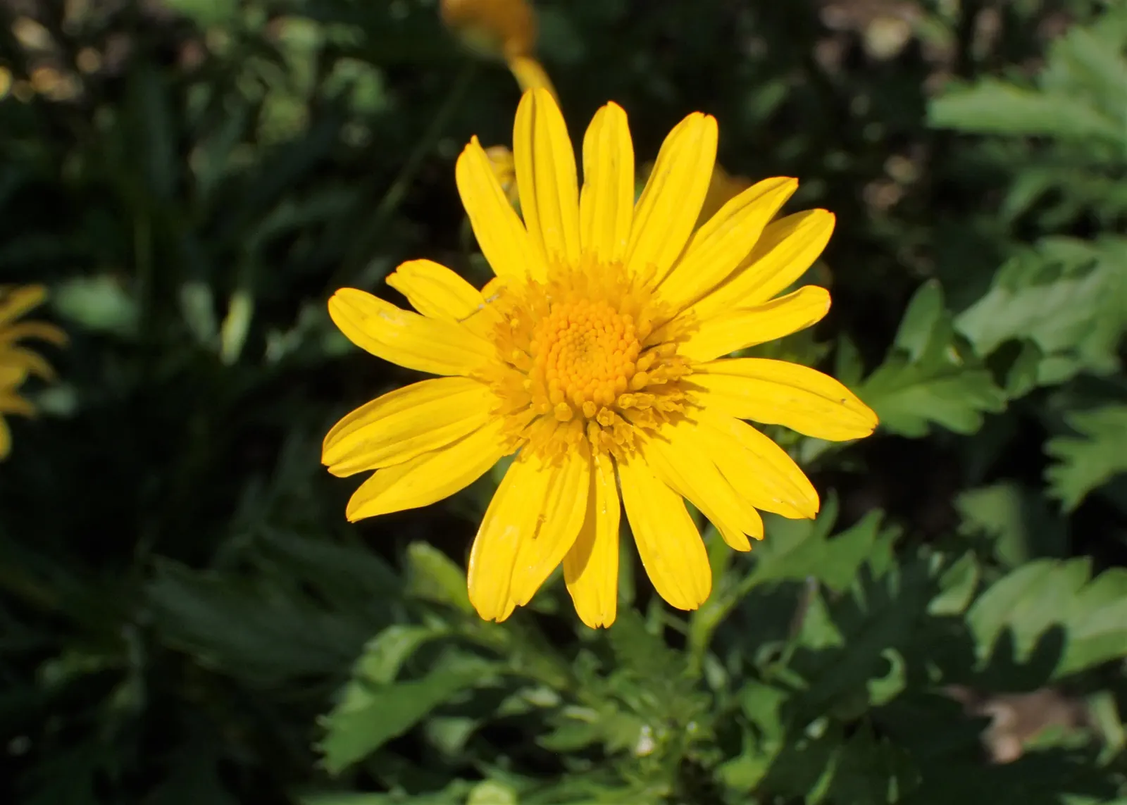 Euryops (Euryops Pectinatus) — or as a cheerful specimen plant.<br><br>The Golden Daisy Bush thrives in USDA hardiness zones 8 to 11