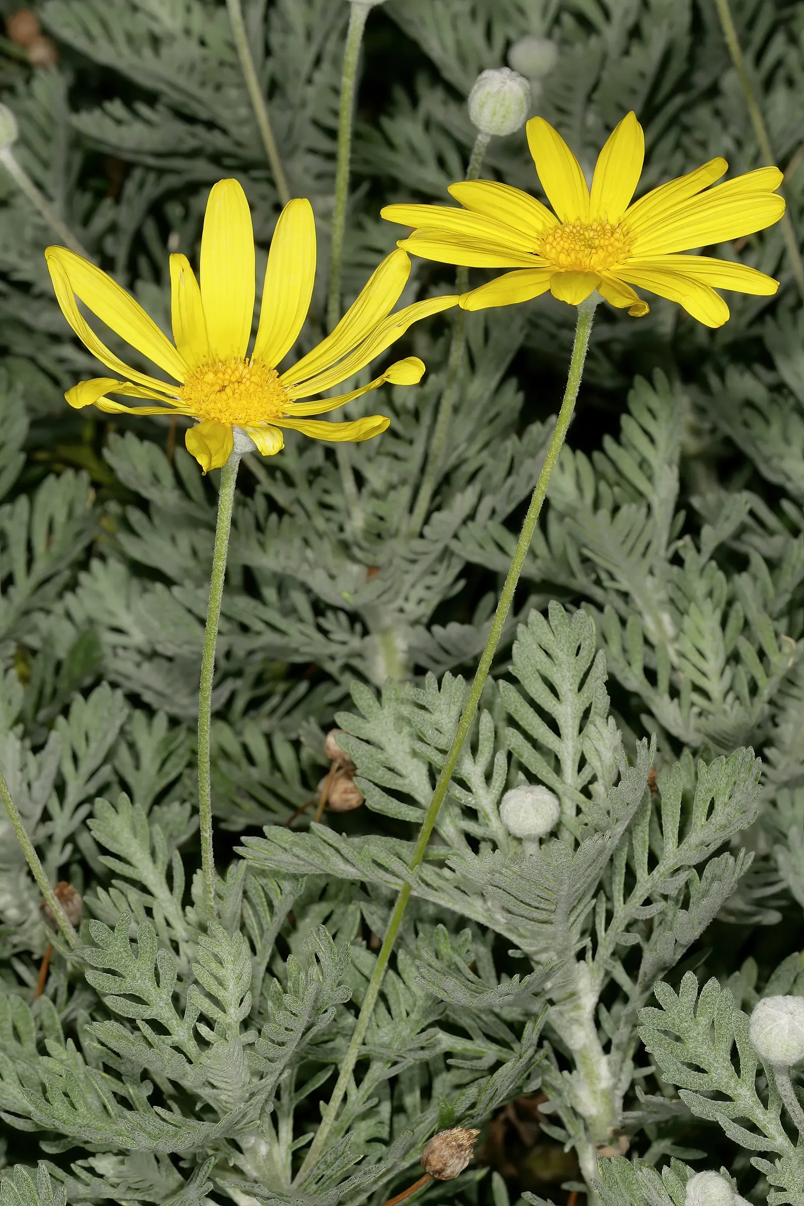 Euryops (Euryops Pectinatus) — This robust plant typically reaches a height and spread of 4 to 5 feet; making it ideal for water-wise landscapes, image 101