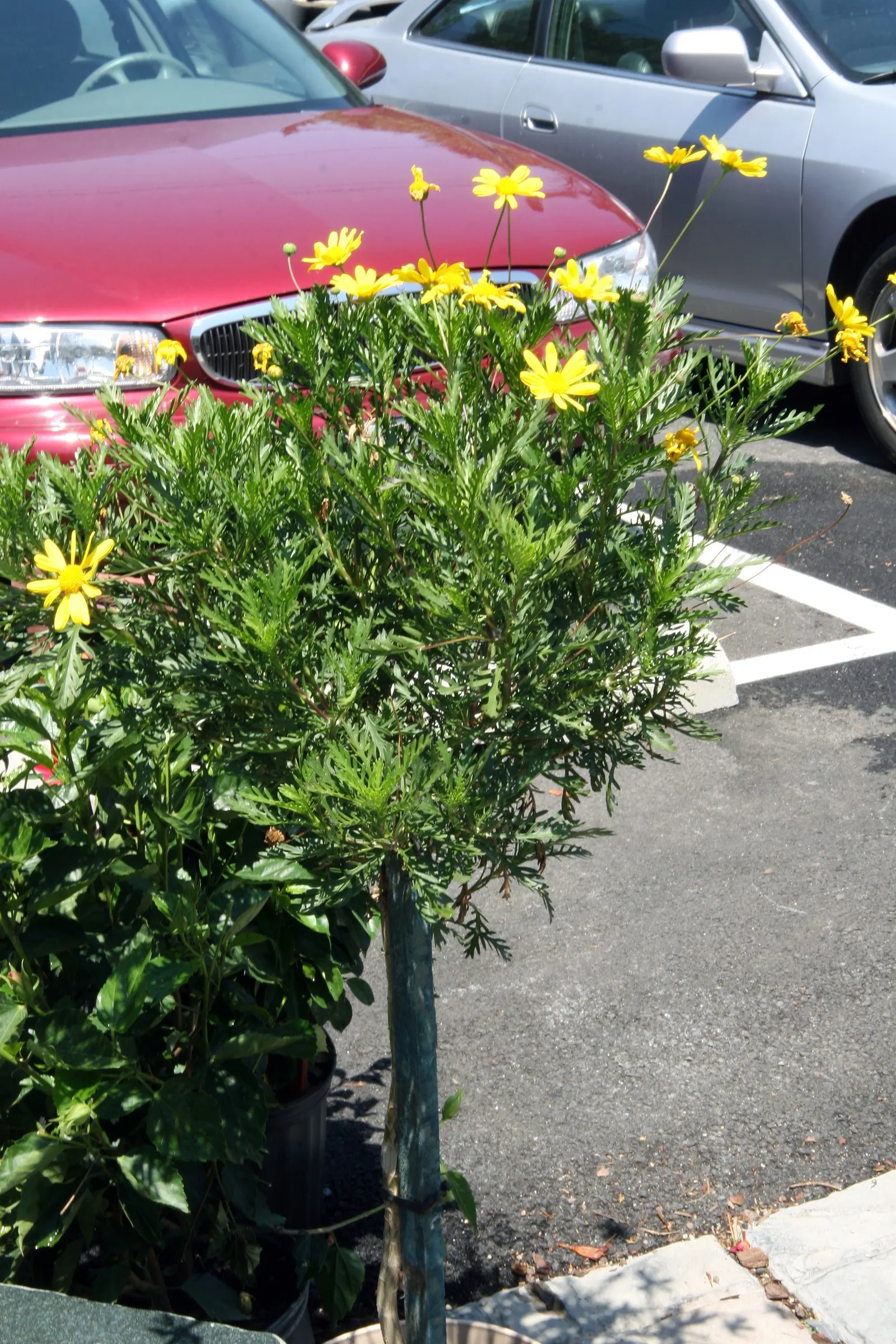 Euryops (Euryops Pectinatus) — is a vibrant and hardy evergreen shrub native to South Africa