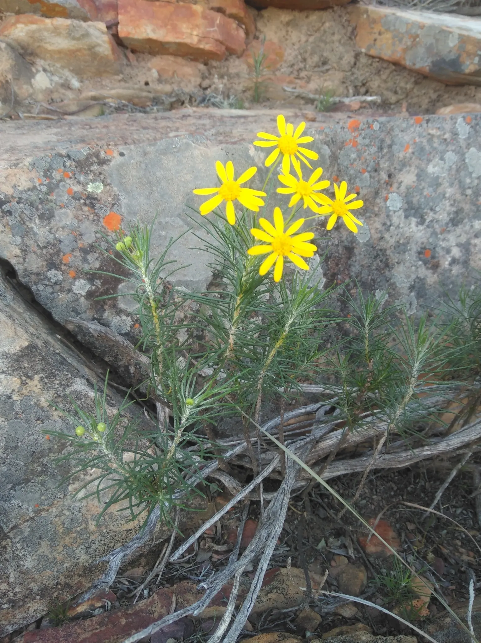 Euryops (Euryops Pectinatus) — it requires minimal water