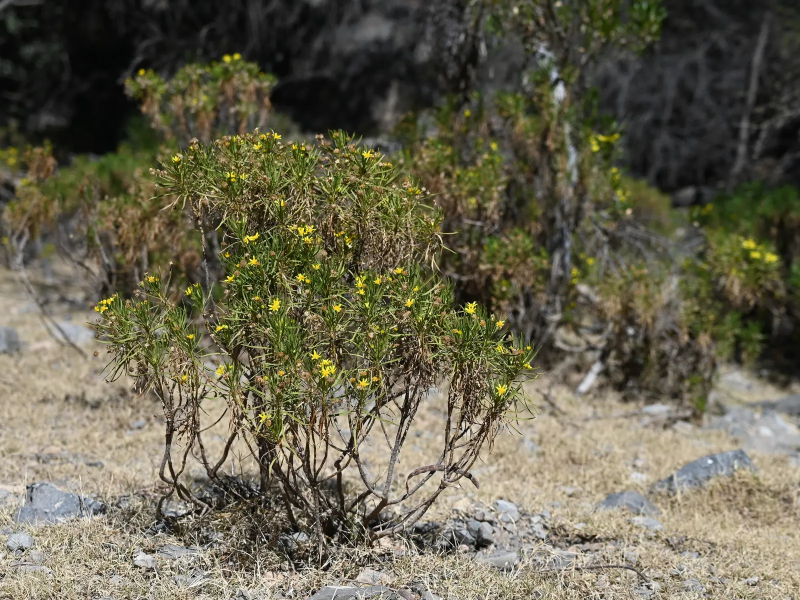 Euryops (Euryops Pectinatus) — making it an excellent choice for borders, image 102