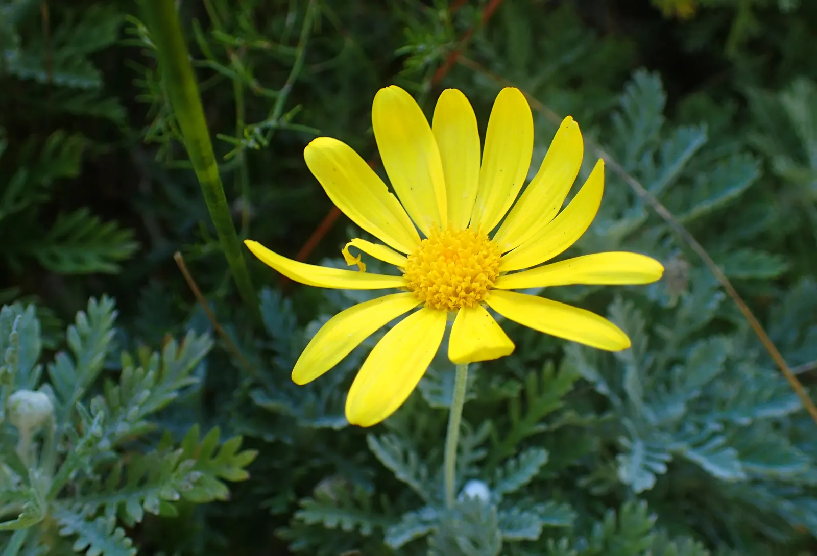 Euryops (Euryops Pectinatus) — is an evergreen shrub reaching up to 5 feet tall and wide; as an essential addition to any landscape design, image 89