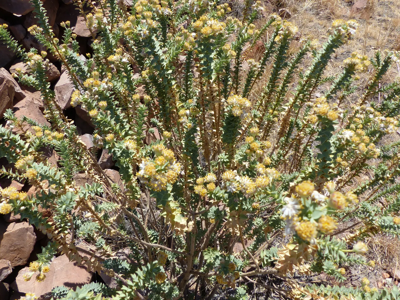 Euryops (Euryops Pectinatus) — compact growth habit and further bloom production