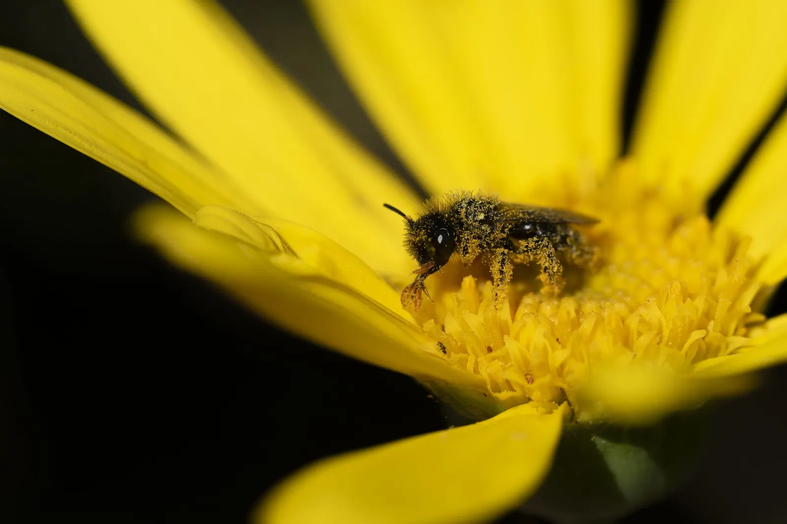 Euryops (Euryops Pectinatus) — and ability to attract pollinators; yellow flowers in the garden, image 83