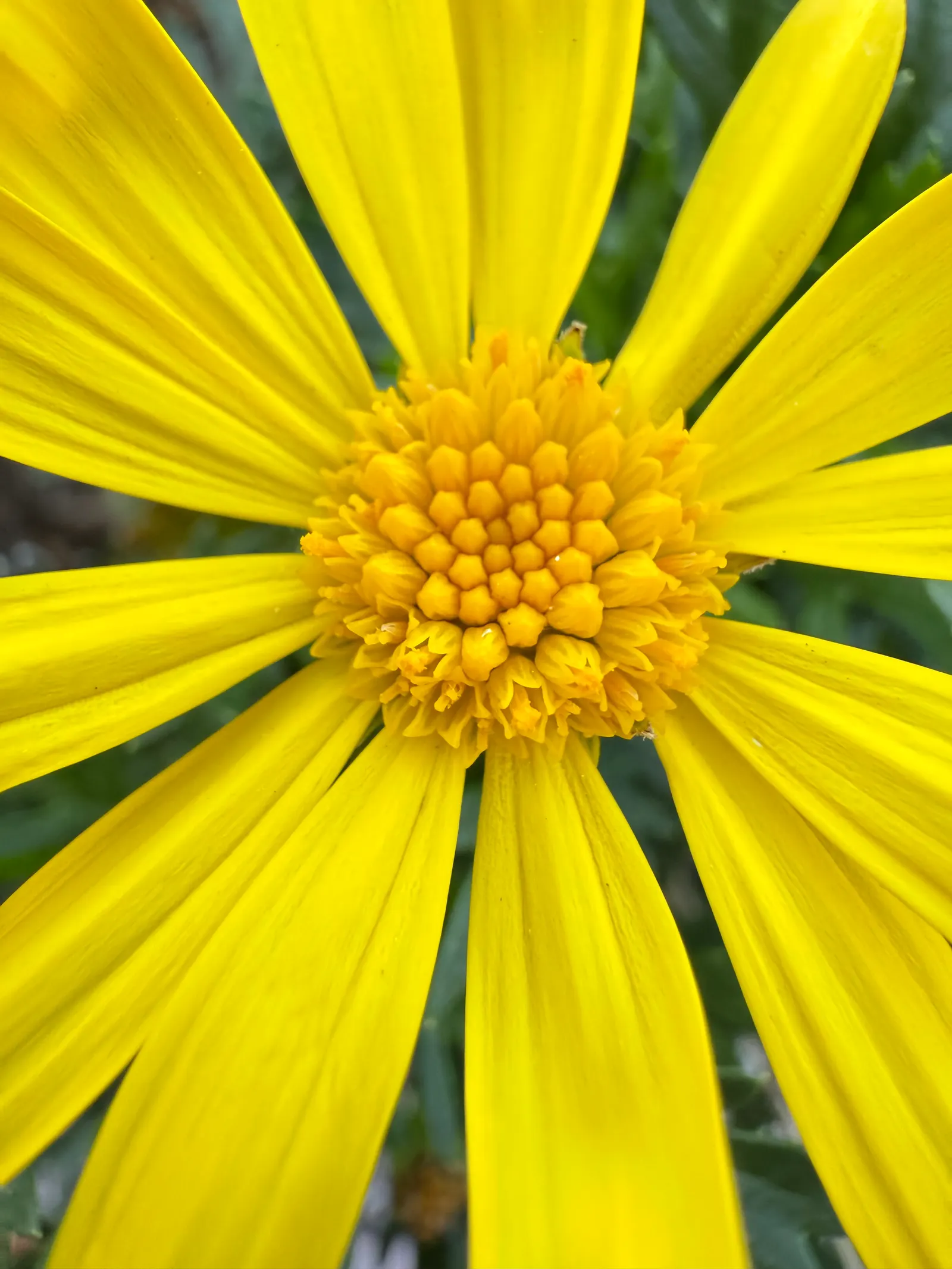 Euryops (Euryops Pectinatus) — compact growth habit and further bloom production; shrub with yellow blooms, image 108