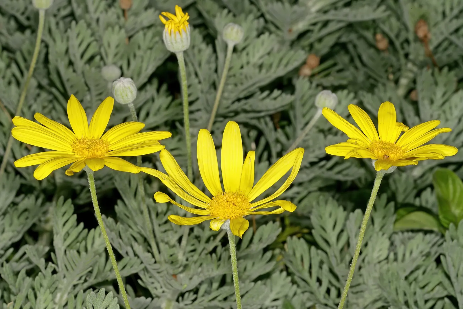 Euryops (Euryops Pectinatus) — yellow flowers in the garden; euryops offers year-round visual interest with its glossy, image 85