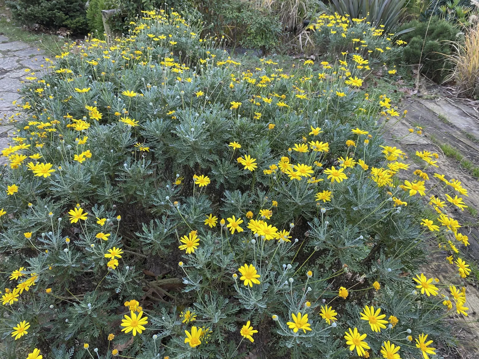 Euryops (Euryops Pectinatus) — Drought-tolerant once established; is a vibrant and hardy evergreen shrub native to South Africa, image 93