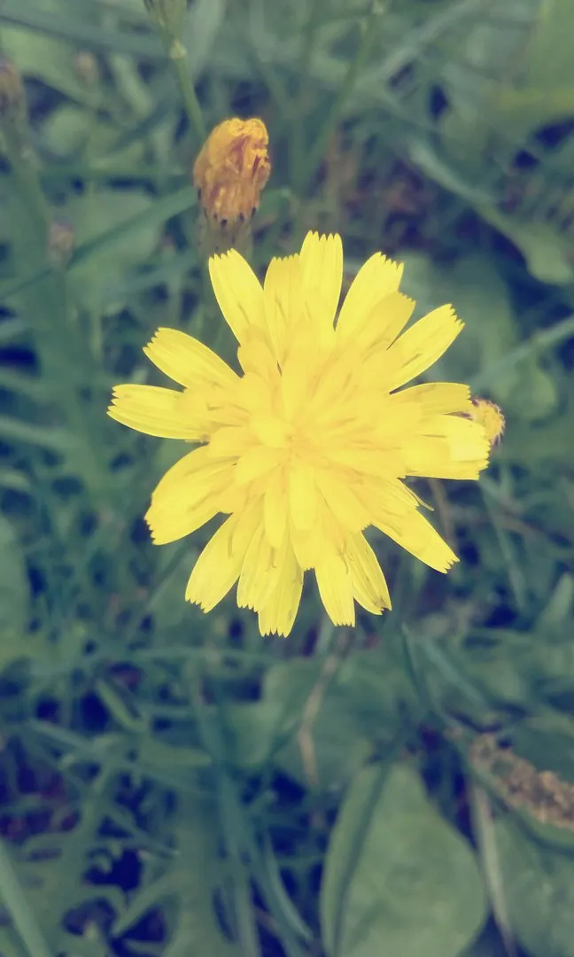 Euryops (Euryops Pectinatus) — yellow flowers in the garden; euryops offers year-round visual interest with its glossy, image 114
