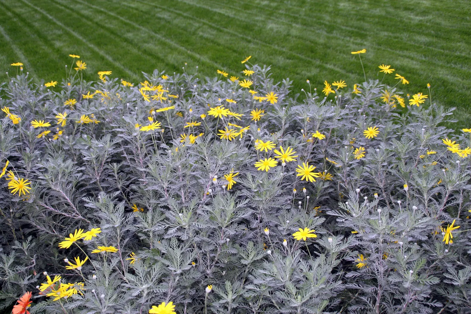 Euryops (Euryops Pectinatus) — Thriving in USDA zones 8-11, it prefers full sun and well-drained soil; dark green foliage contrasts with bright, image 92