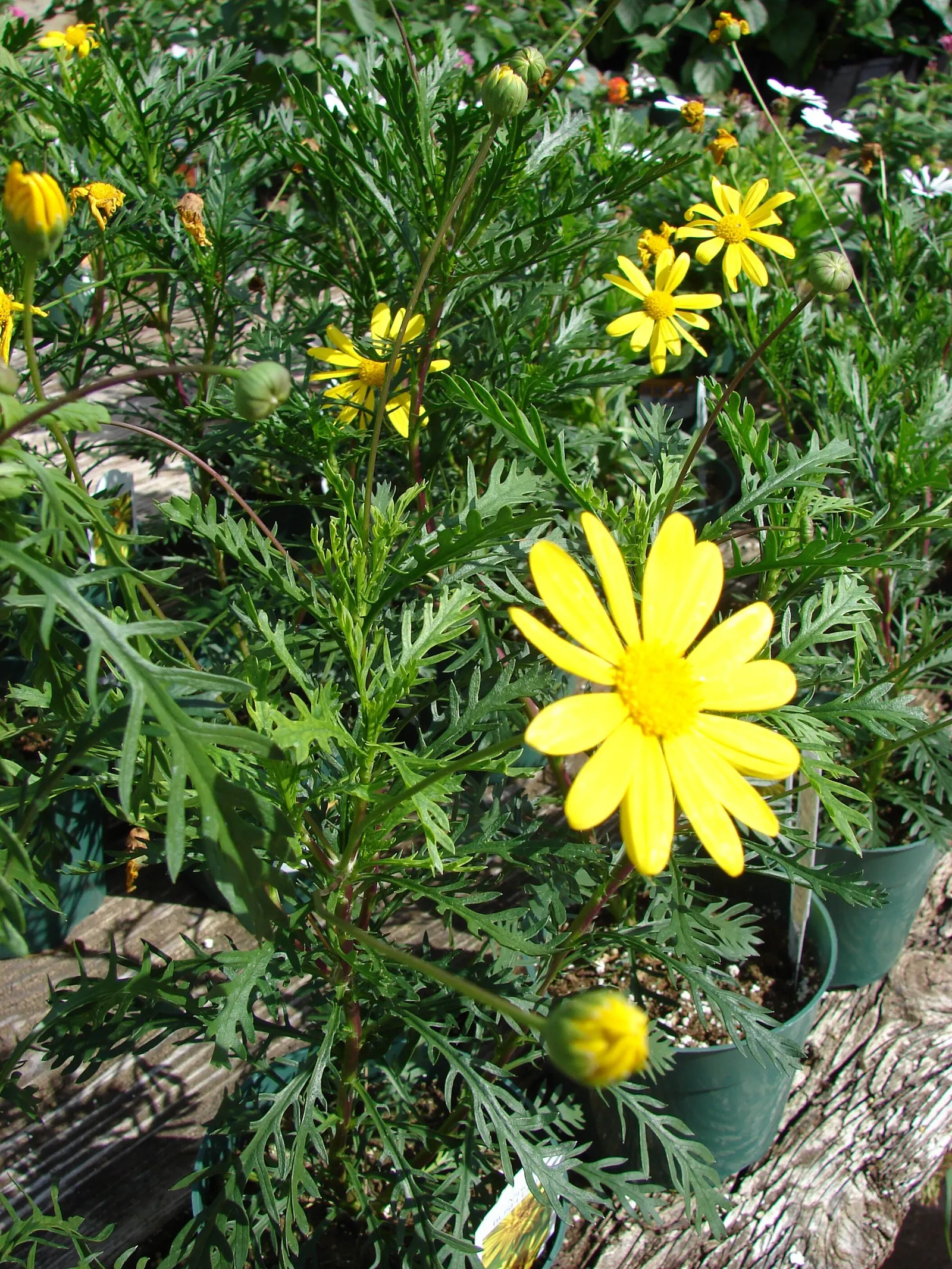 Euryops (Euryops Pectinatus) — making it an excellent choice for borders