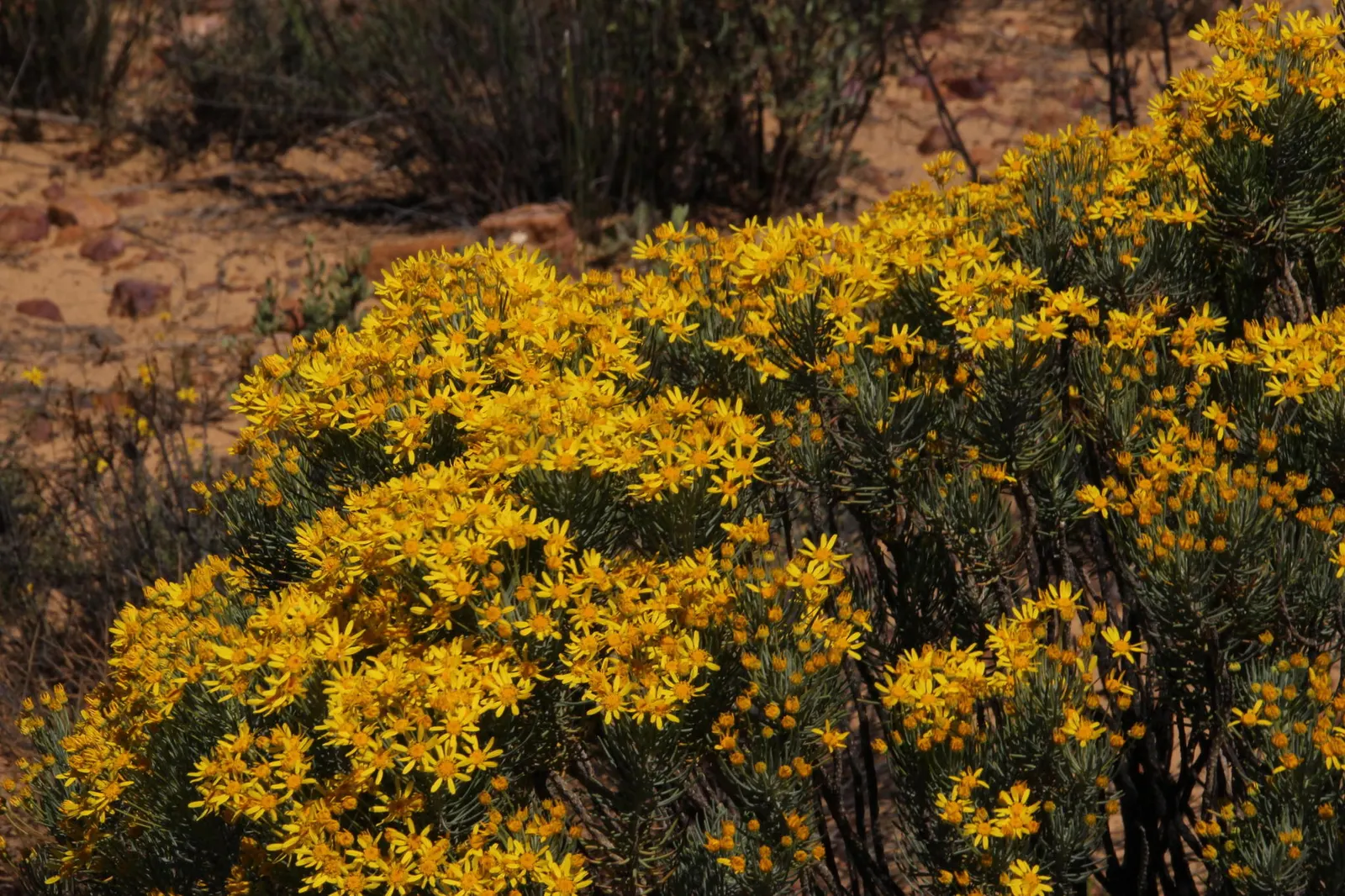 Euryops (Euryops Pectinatus) — Euryops offers year-round visual interest with its glossy