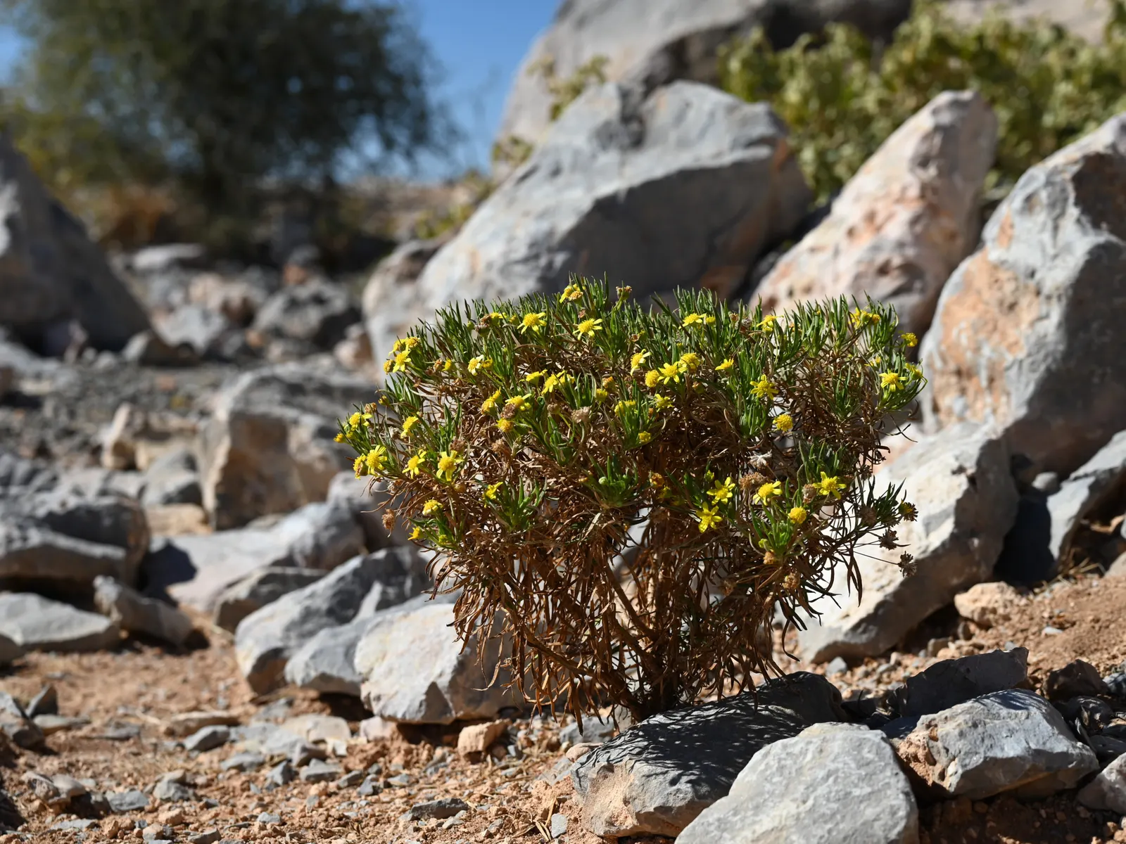 Euryops (Euryops Pectinatus) — with a peak flowering season from late winter through spring; it requires minimal water, image 76