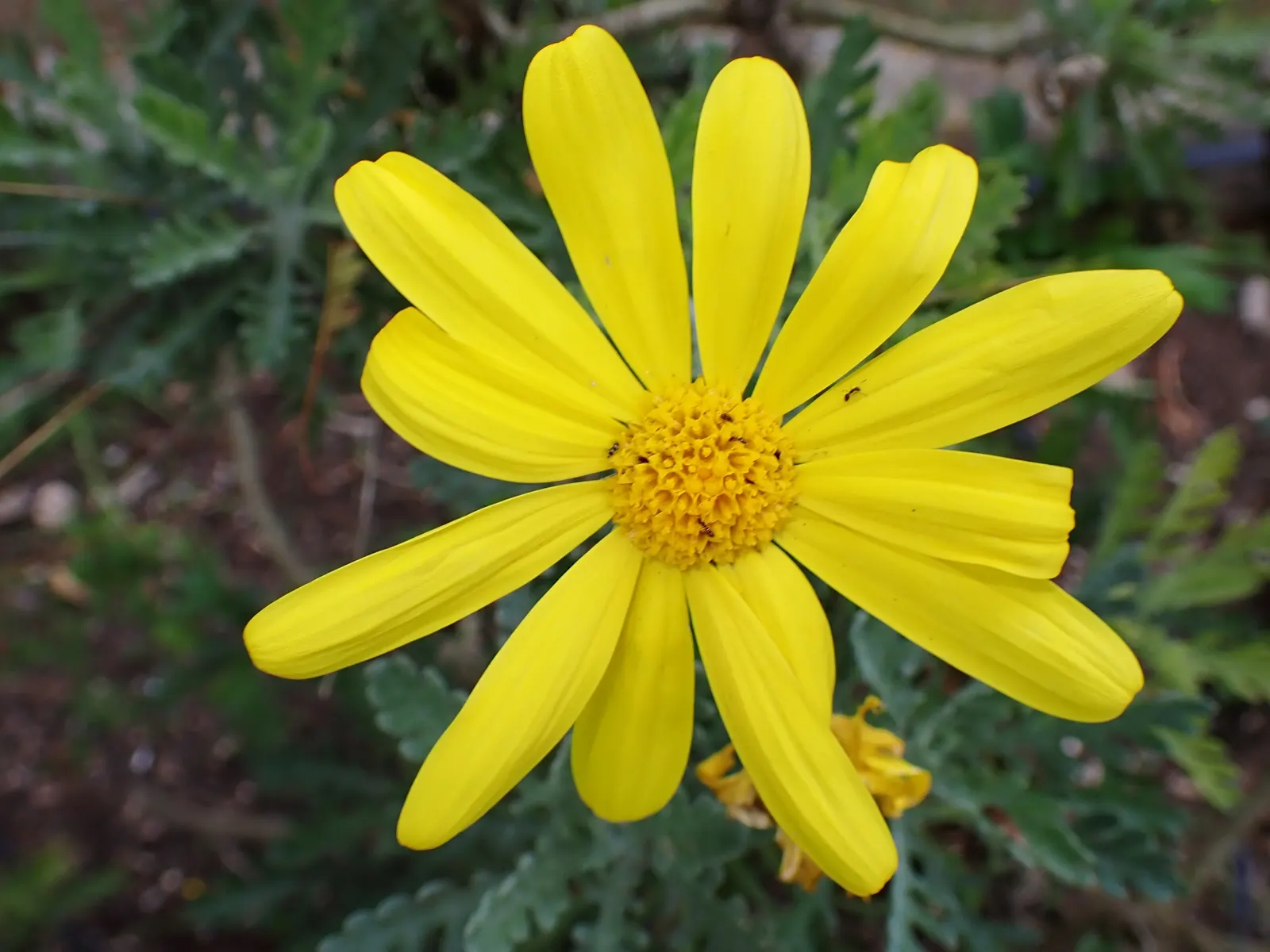 Euryops (Euryops Pectinatus) — This robust plant typically reaches a height and spread of 4 to 5 feet; making it ideal for water-wise landscapes, image 72