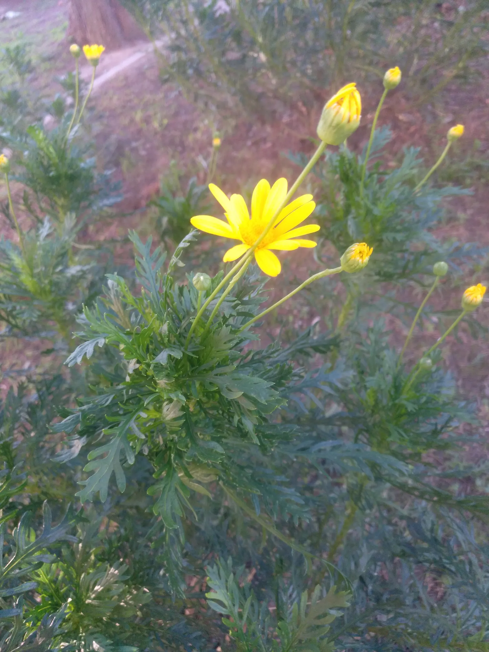 Euryops (Euryops Pectinatus) — emphasize its cheerful demeanor; though it flourishes best in well-drained soil, image 82