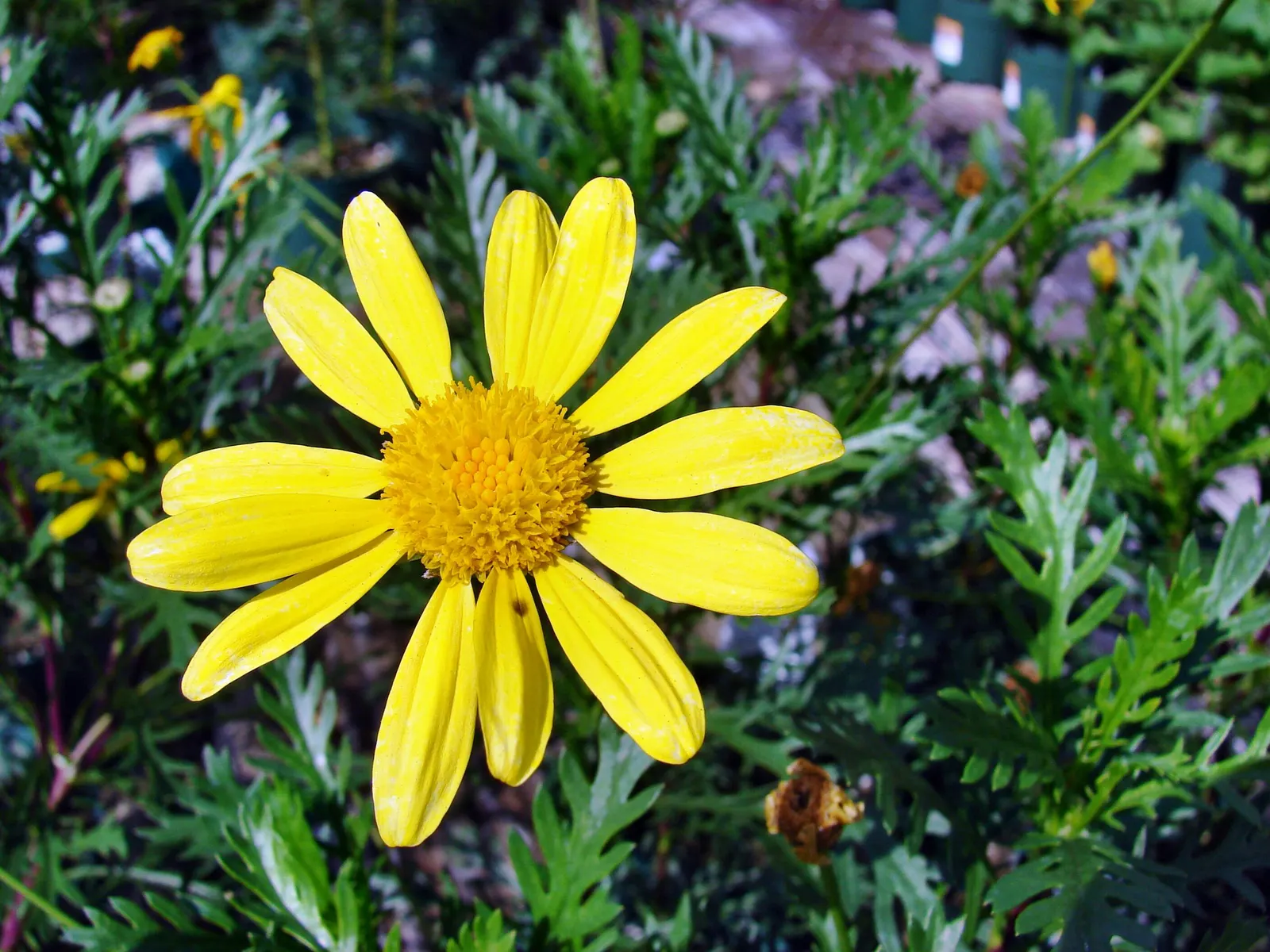 Euryops (Euryops Pectinatus) — or as a cheerful specimen plant.<br><br>The Golden Daisy Bush thrives in USDA hardiness zones 8 to 11; making it low, image 74