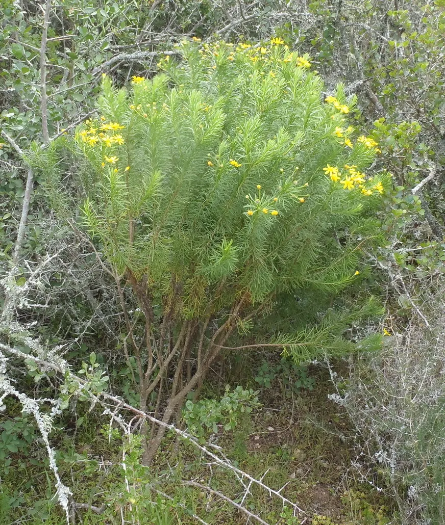 Euryops (Euryops Pectinatus) — adding ecological value and aesthetic appeal to their garden; thriving in USDA zones 8-11, it prefers full sun and, image 113