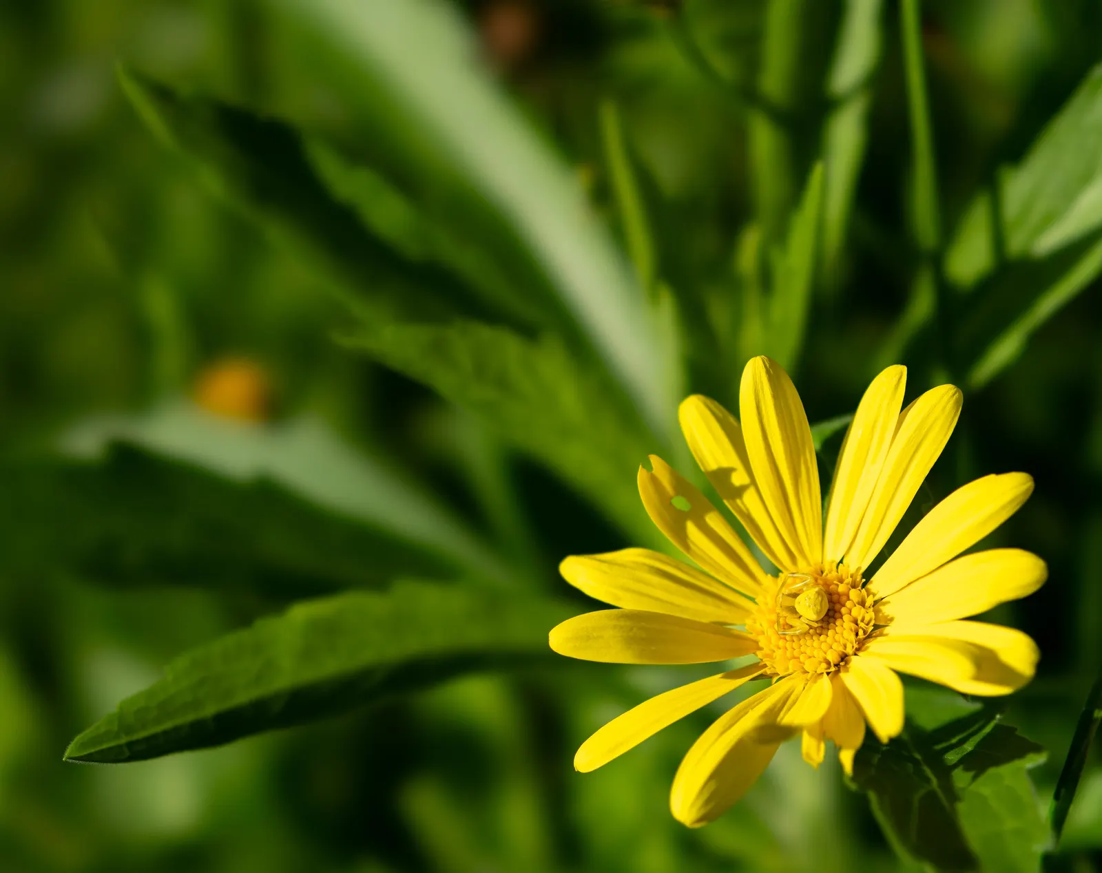Euryops (Euryops Pectinatus) — adding ecological value and aesthetic appeal to their garden; thriving in USDA zones 8-11, it prefers full sun and, image 84