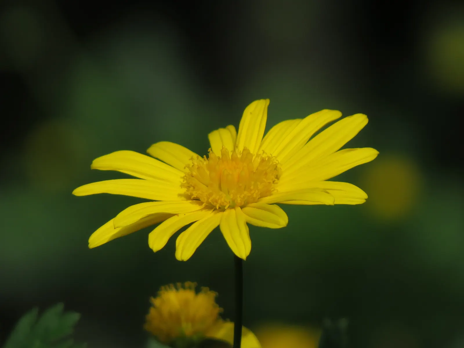 Euryops (Euryops Pectinatus) — emphasize its cheerful demeanor; though it flourishes best in well-drained soil, image 111