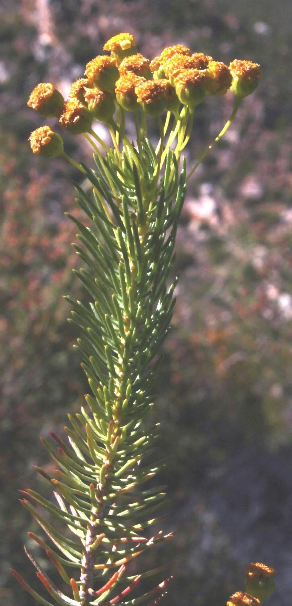 Euryops (Euryops Pectinatus) — preferring full sun exposure to promote optimal blooming throughout the year; shrub for full, image 75