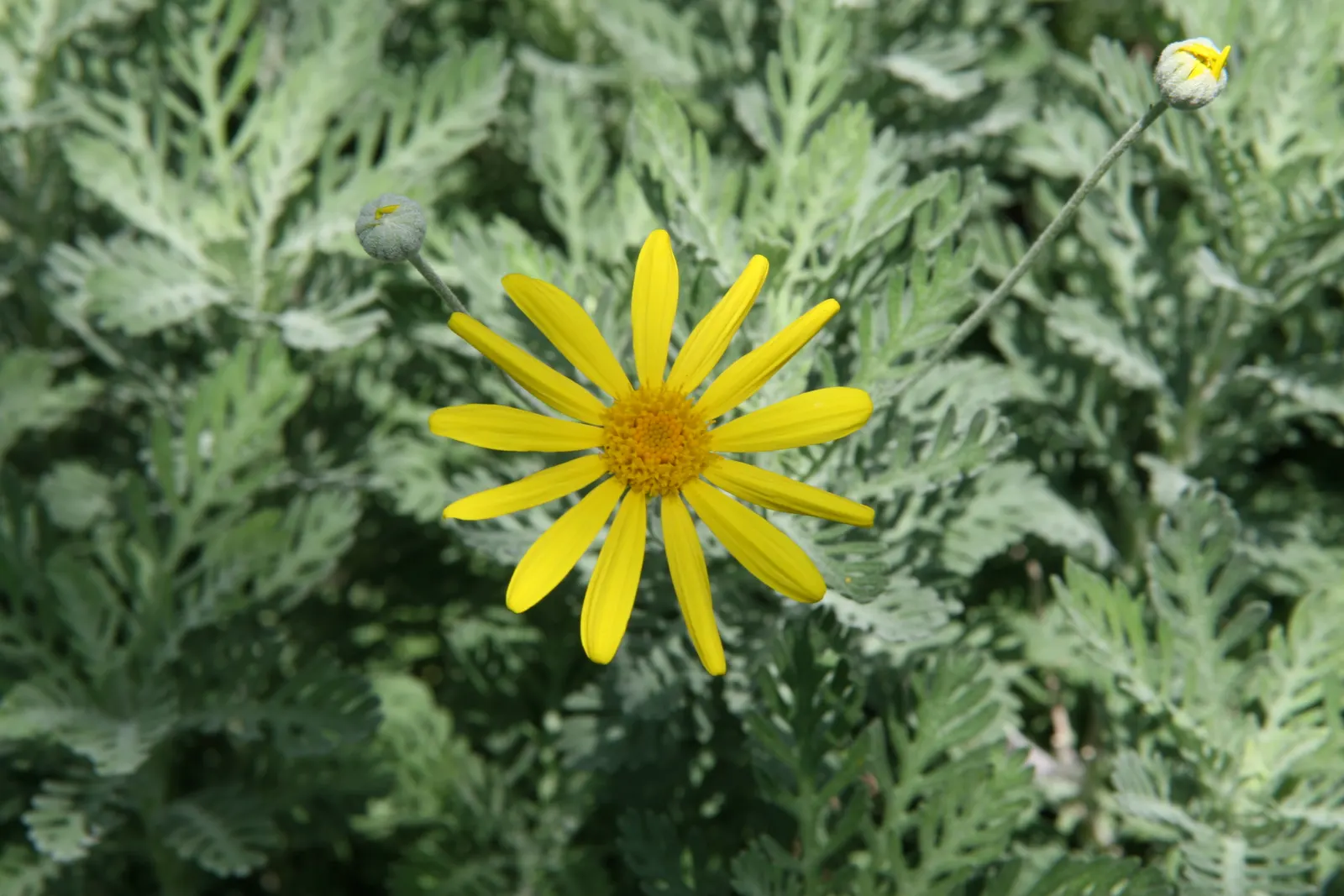 Euryops (Euryops Pectinatus) — shrub with yellow blooms; euryops is well-suited to a variety of soil types, image 86
