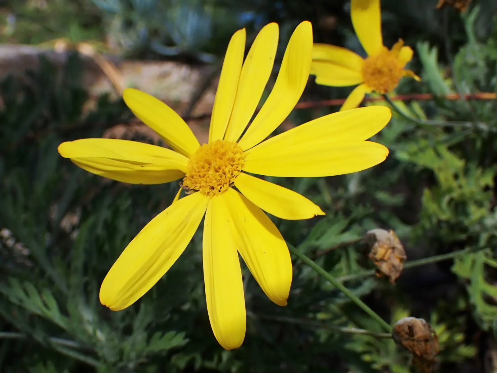 Euryops (Euryops Pectinatus) — dark green foliage contrasts with bright yellow