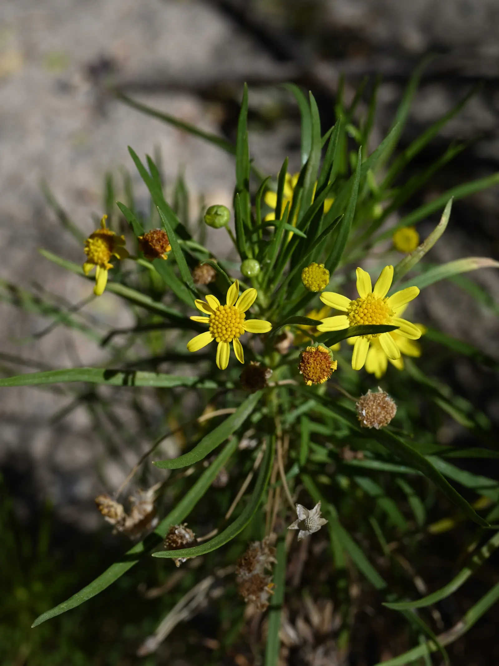 Euryops (Euryops Pectinatus) — daisy-like flowers blooming mostly in winter and spring