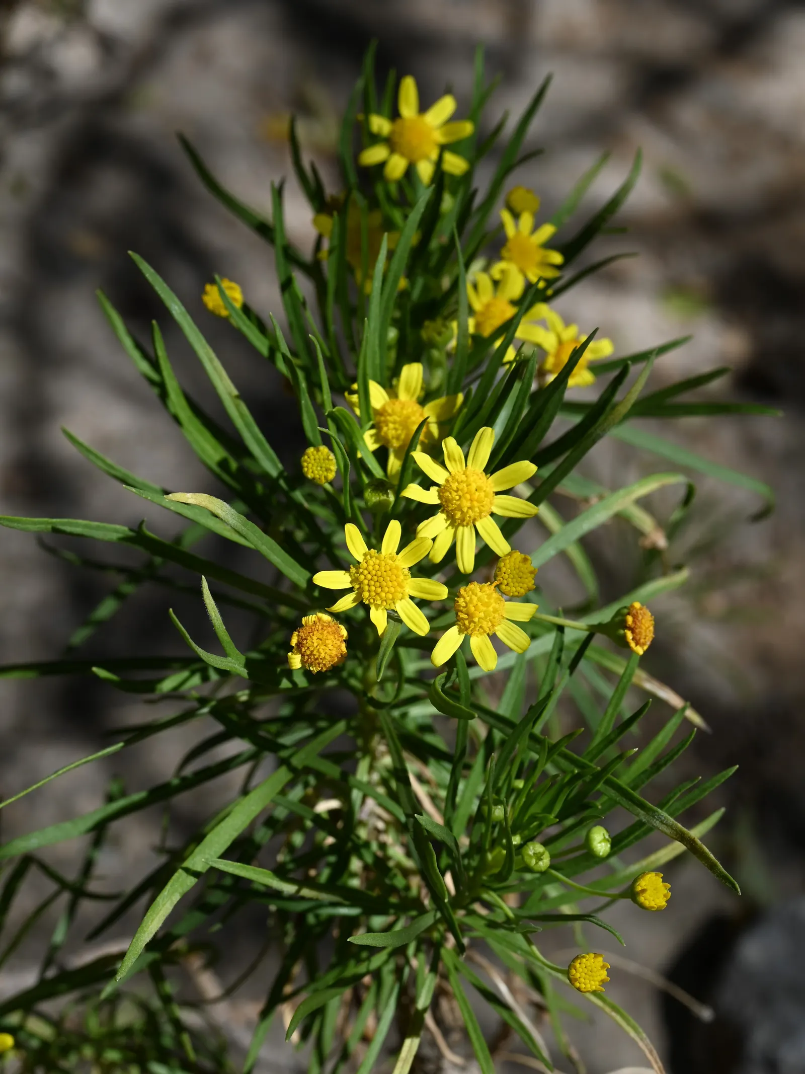 Euryops (Euryops Pectinatus) — making it ideal for water-wise landscapes and sunny borders