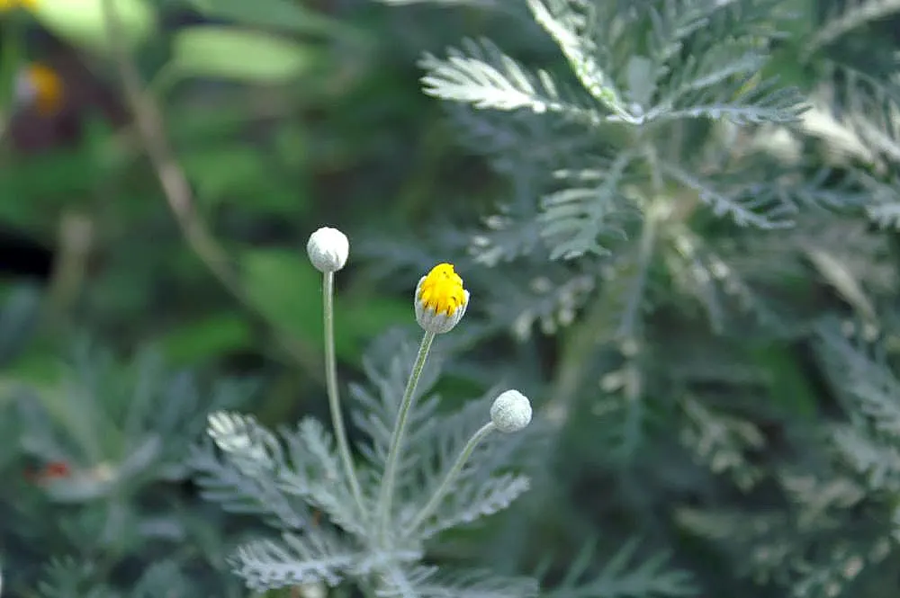 Euryops (Euryops Pectinatus) — Euryops offers year-round visual interest with its glossy; when informing clients about the Golden Daisy Bush, image 99