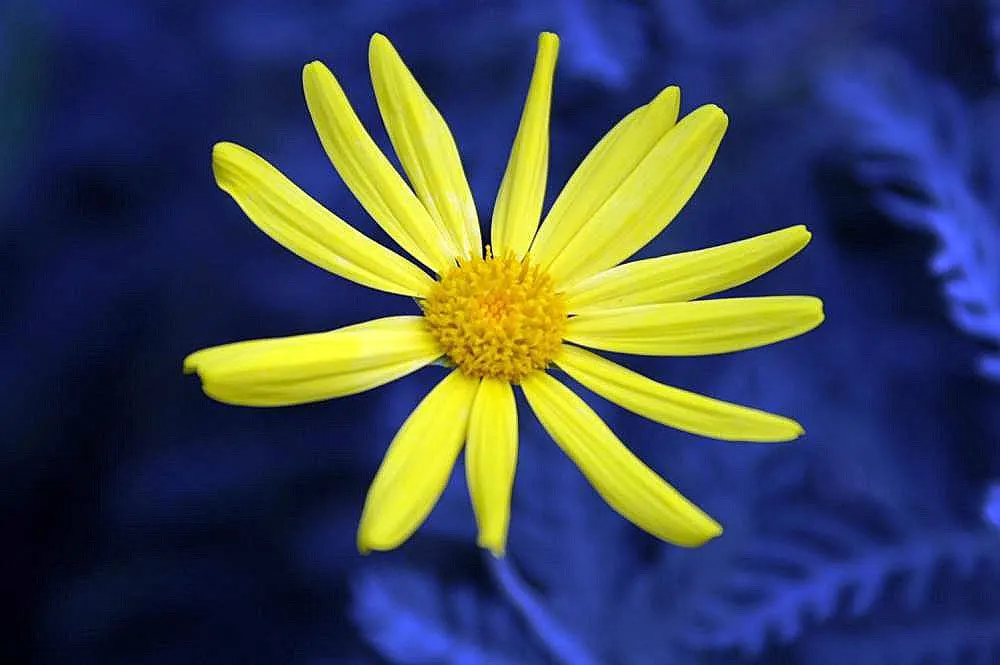 Euryops (Euryops Pectinatus) — daisy-like flowers blooming mostly in winter and spring; and ability to attract pollinators, image 91