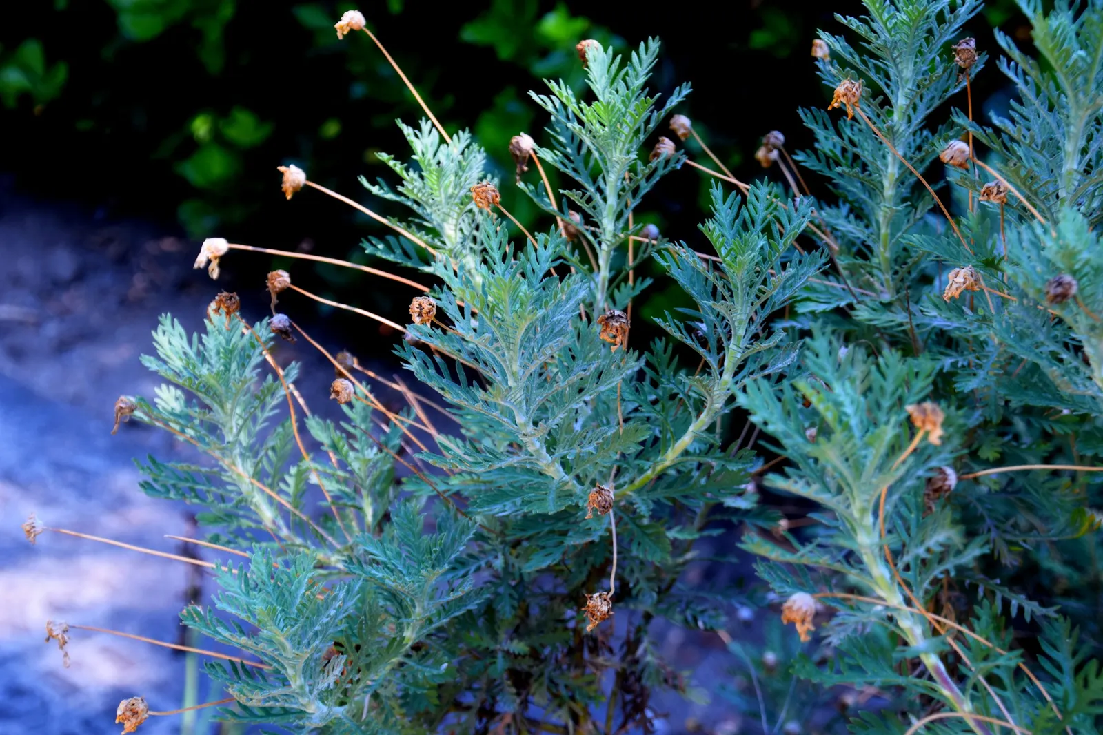Euryops (Euryops Pectinatus) — Euryops is well-suited to a variety of soil types