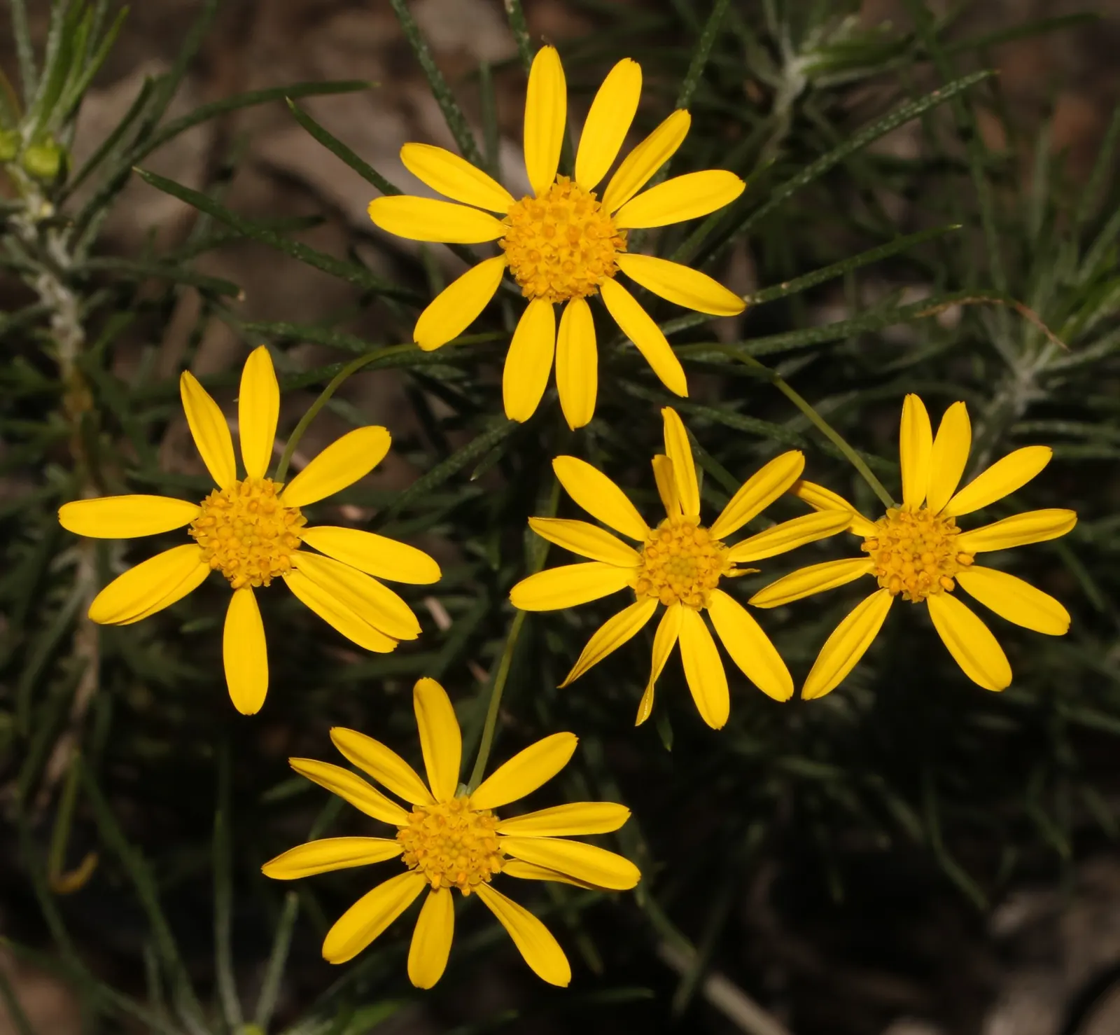 Euryops (Euryops Pectinatus) — and ability to attract pollinators; yellow flowers in the garden, image 112