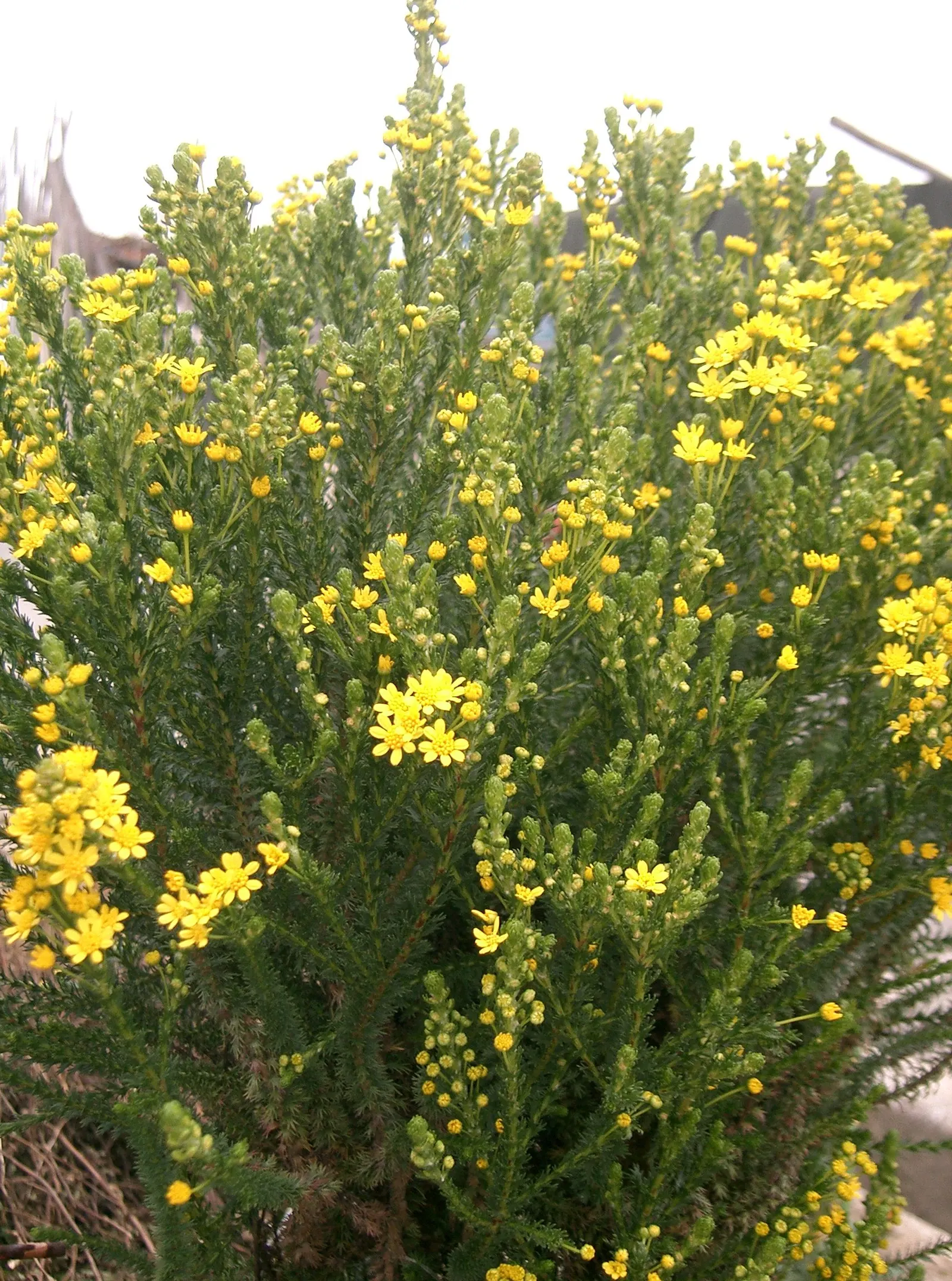 Euryops (Euryops Pectinatus) — though it flourishes best in well-drained soil; compact growth habit and further bloom production, image 107