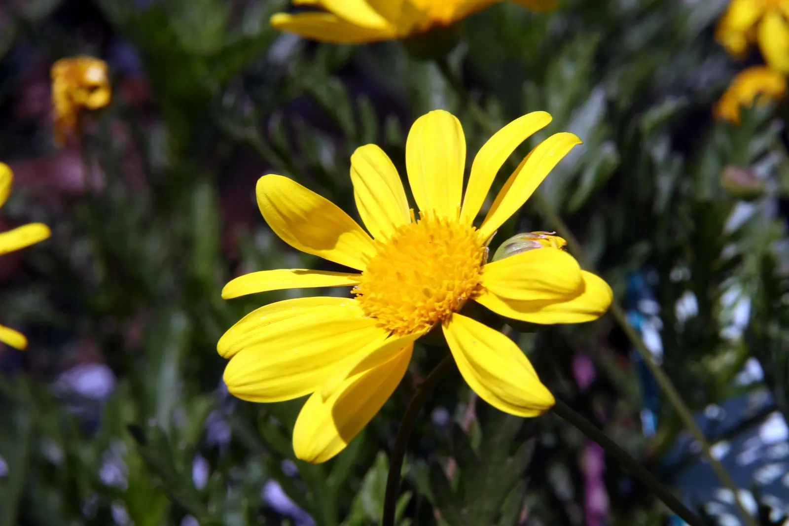 Euryops (Euryops Pectinatus) — When informing clients about the Golden Daisy Bush; dark green foliage and profusion of bright yellow daisy-like, image 110