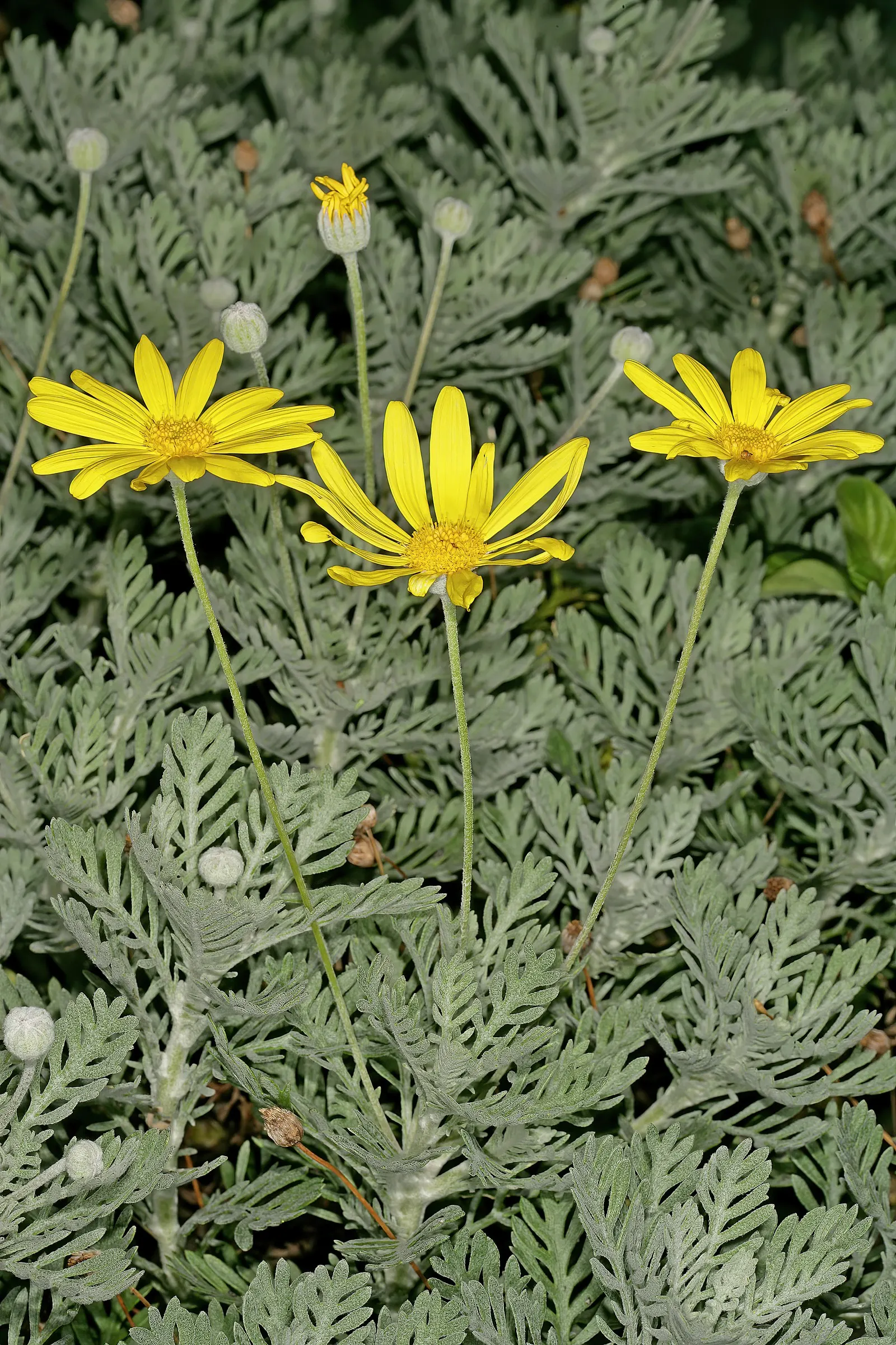 Euryops (Euryops Pectinatus) — shrub for full; adding ecological value and aesthetic appeal to their garden, image 87