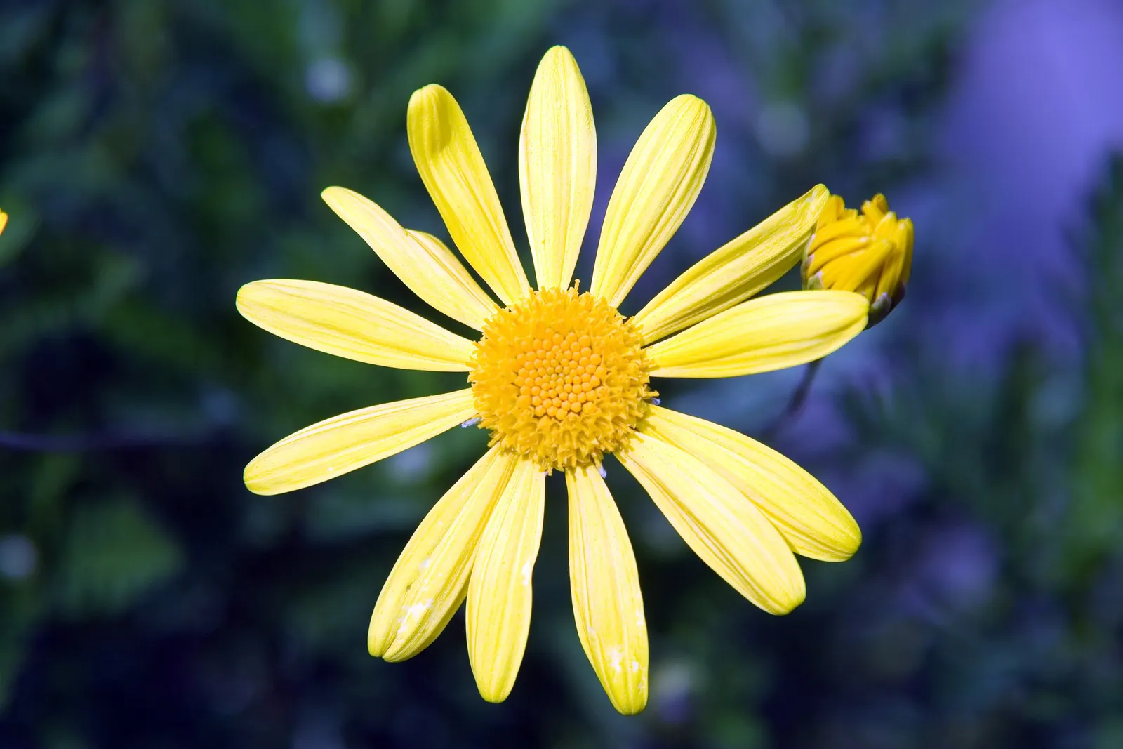 Euryops (Euryops Pectinatus) — commonly known as the Golden Daisy Bush or Euryops