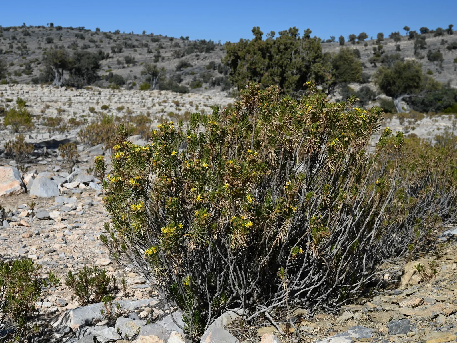 Euryops (Euryops Pectinatus) — Drought-tolerant once established
