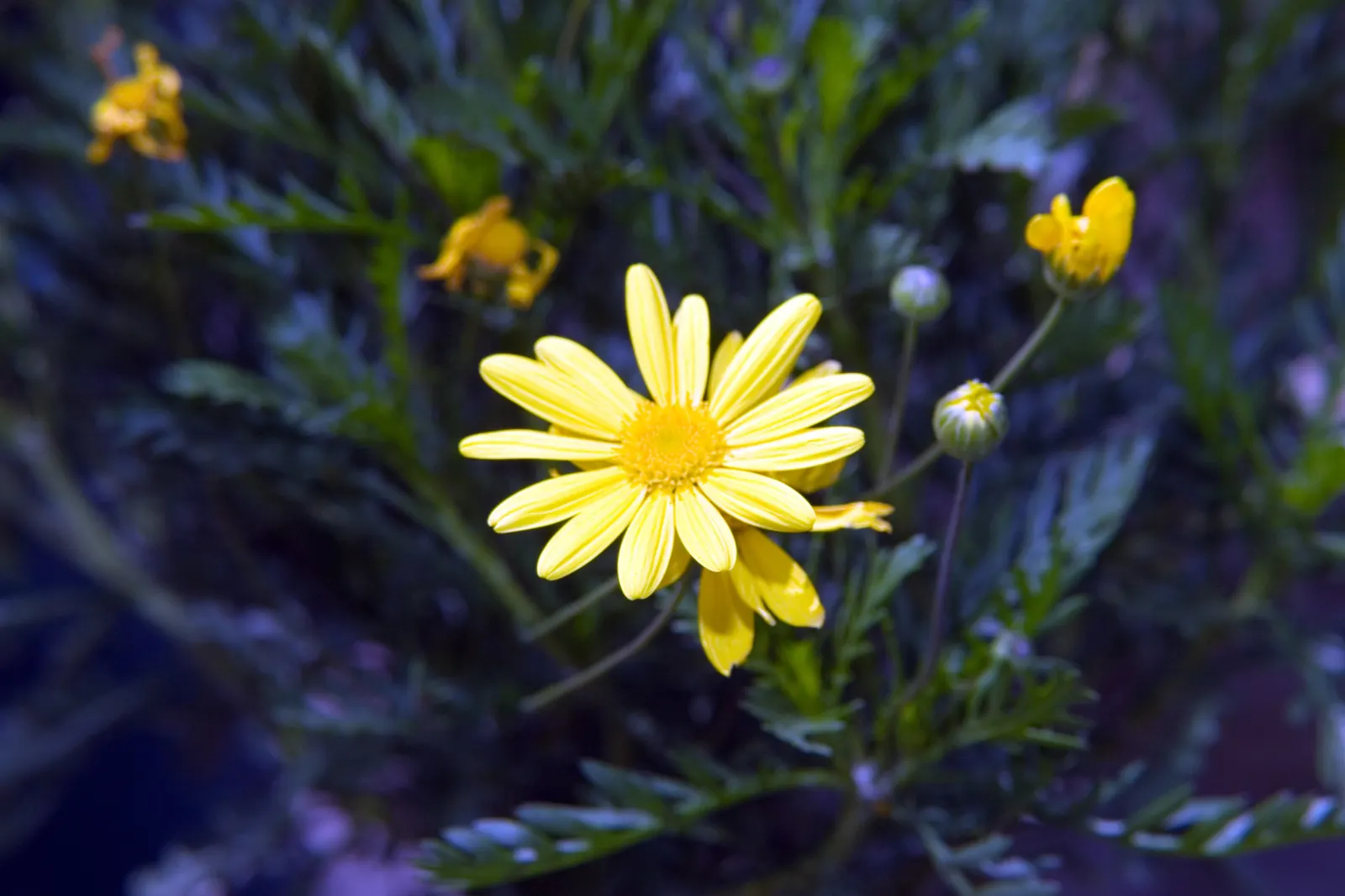 Euryops (Euryops Pectinatus) — making it low maintenance and a reliable performer in the landscape