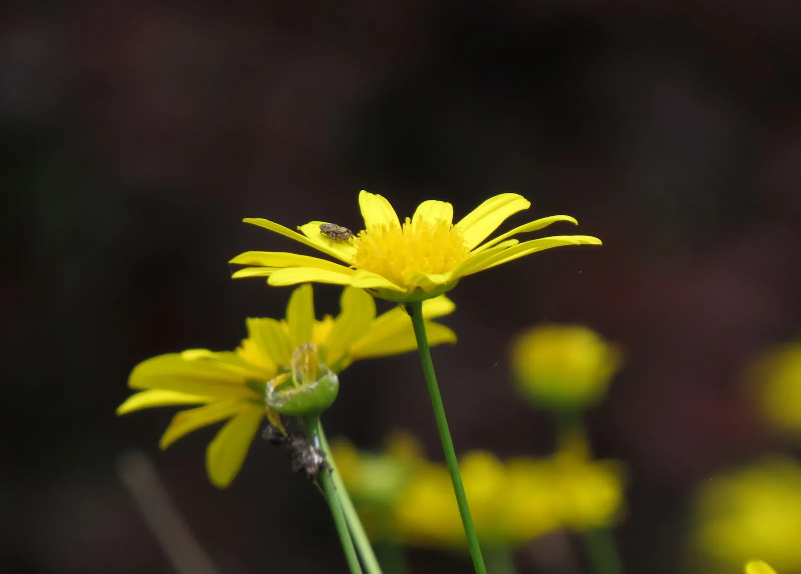 Euryops (Euryops Pectinatus) — Euryops is well-suited to a variety of soil types; this robust plant typically reaches a height and spread of 4 to 5, image 106