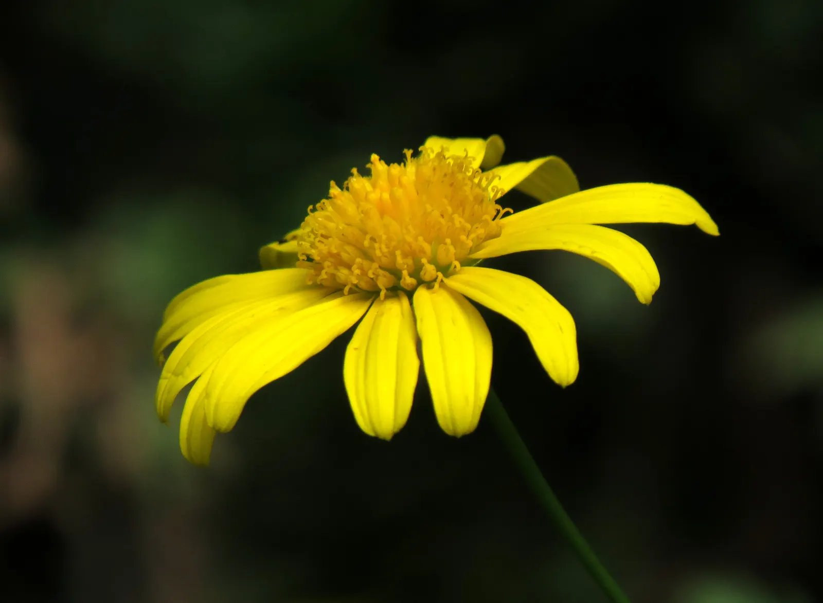 Euryops (Euryops Pectinatus) — As an essential addition to any landscape design