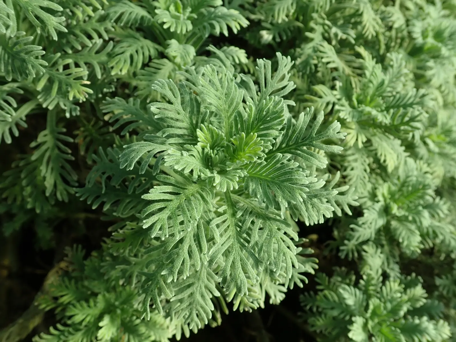 Euryops (Euryops Pectinatus) — it requires minimal water; preferring full sun exposure to promote optimal blooming throughout the year, image 94