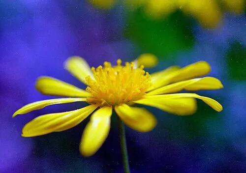 Euryops (Euryops Pectinatus) — Thriving in USDA zones 8-11, it prefers full sun and well-drained soil; dark green foliage contrasts with bright, image 63