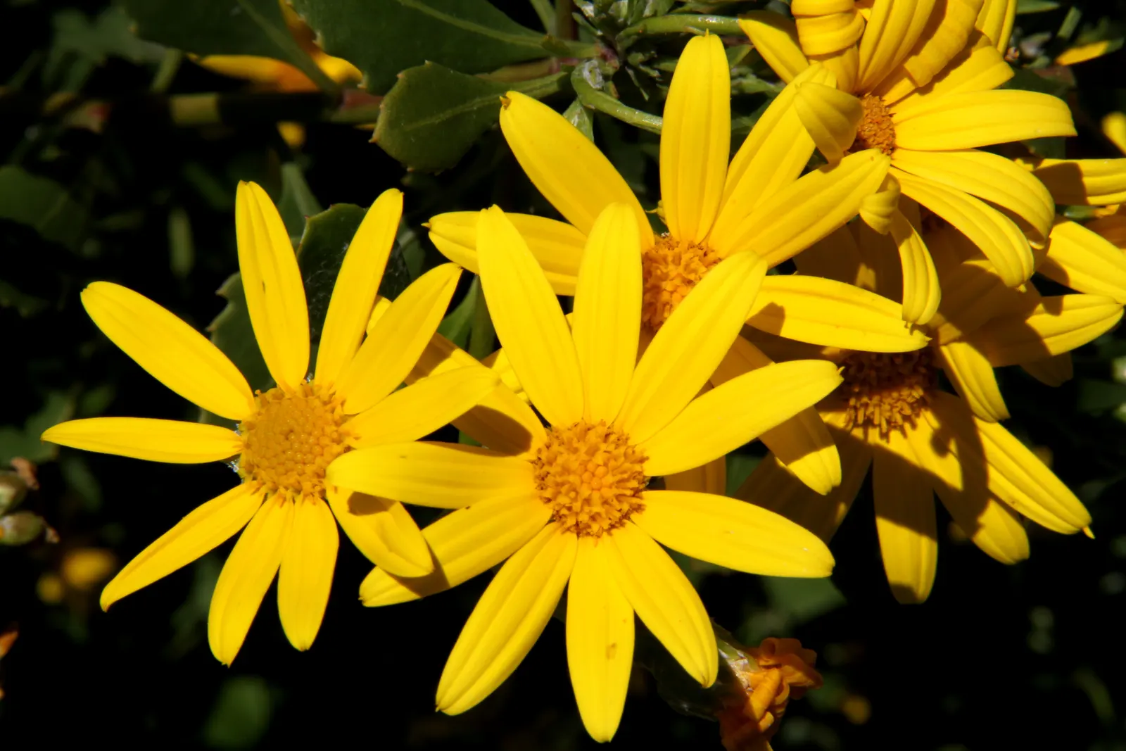 Euryops (Euryops Pectinatus) — is an evergreen shrub reaching up to 5 feet tall and wide; as an essential addition to any landscape design, image 60