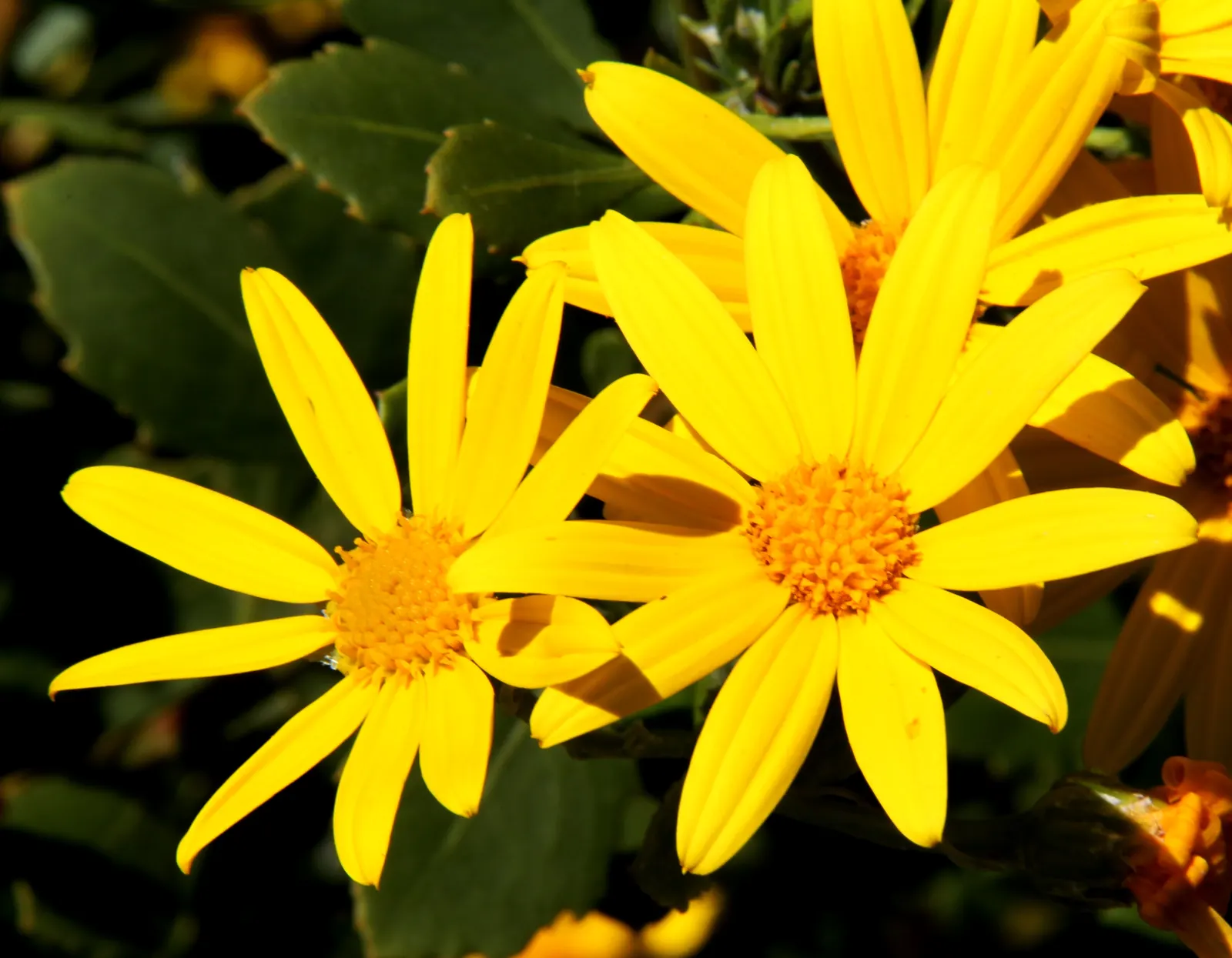 Euryops (Euryops Pectinatus) — and ability to attract pollinators; yellow flowers in the garden