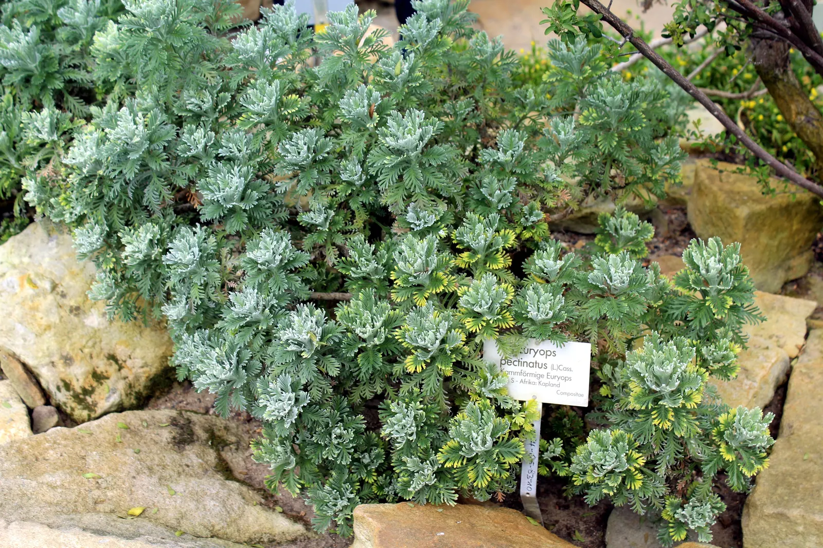 Euryops (Euryops Pectinatus) — Drought-tolerant once established; is a vibrant and hardy evergreen shrub native to South Africa, image 64