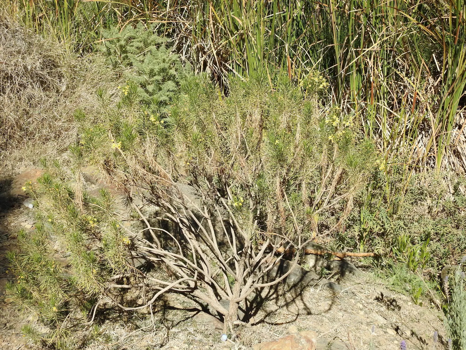 Euryops (Euryops Pectinatus) — This robust plant typically reaches a height and spread of 4 to 5 feet; making it ideal for water-wise landscapes and sunny