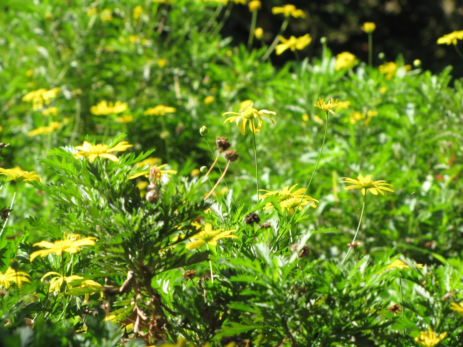 Euryops (Euryops Pectinatus) — with a peak flowering season from late winter through spring